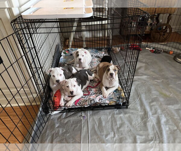 Medium Photo #9 Mutt Puppy For Sale in Garner, NC, USA