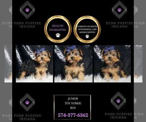 Yorkshire Terrier Puppy for sale in WARSAW, IN, USA