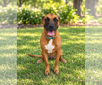Chuck - Male Rhodesian Ridgeback-Unknown Mix Dog for Adoption - Small photo