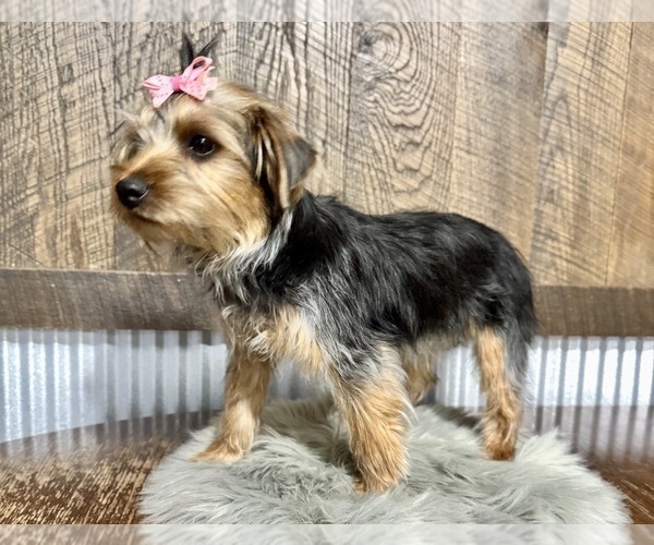 Medium Photo #3 Yorkshire Terrier Puppy For Sale in NAPPANEE, IN, USA