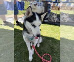 Small Siberian Husky