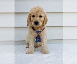 Goldendoodle-Poodle (Standard) Mix Puppy for sale in ORLANDO, FL, USA