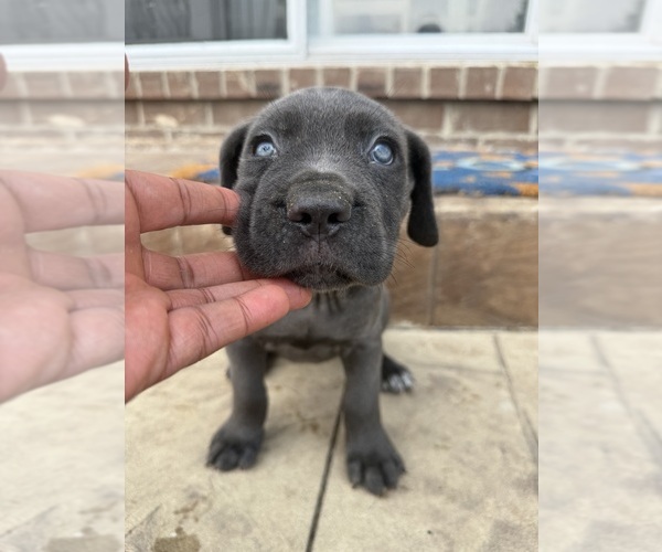 Medium Photo #8 Cane Corso Puppy For Sale in VAN BUREN TWP, MI, USA