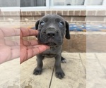 Small #7 Cane Corso