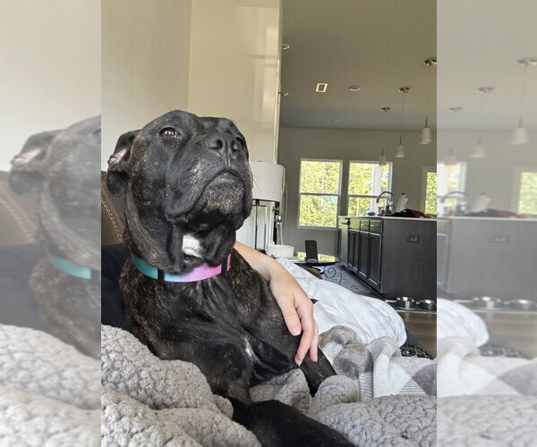 Medium Photo #7 Boxer-Unknown Mix Puppy For Sale in Raleigh, NC, USA