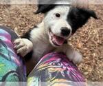 Puppy Lil Furby Australian Shepherd-Jack Russell Terrier Mix