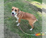 Small #2 Labrador Retriever Mix