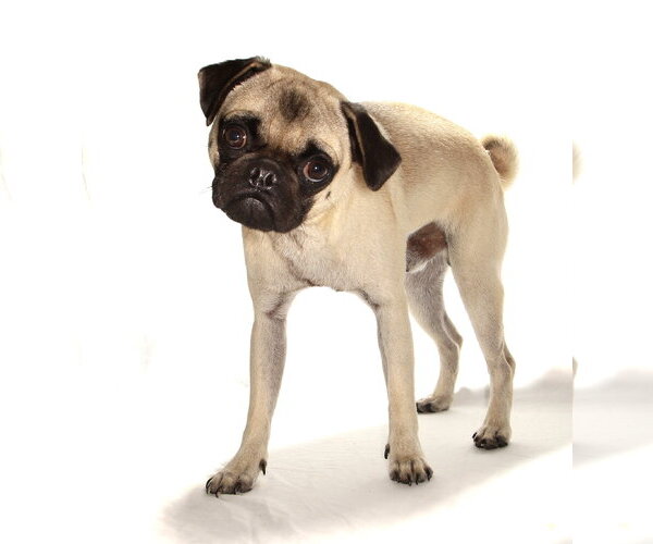 Medium Photo #3 Pug Puppy For Sale in Oakland Park, FL, USA
