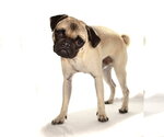 Small #2 Pug