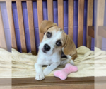 Small #1 Mutt