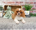 Small #13 Cavalier King Charles Spaniel
