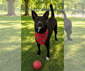 Mutt Dogs for adoption in Euless, TX, USA