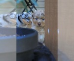 Small #1 Miniature Australian Shepherd