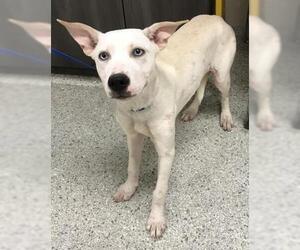 Labrador Retriever-Unknown Mix Dogs for adoption in Conroe, TX, USA