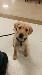 Labrador Retriever Puppy for sale in GRAHAM, NC, USA