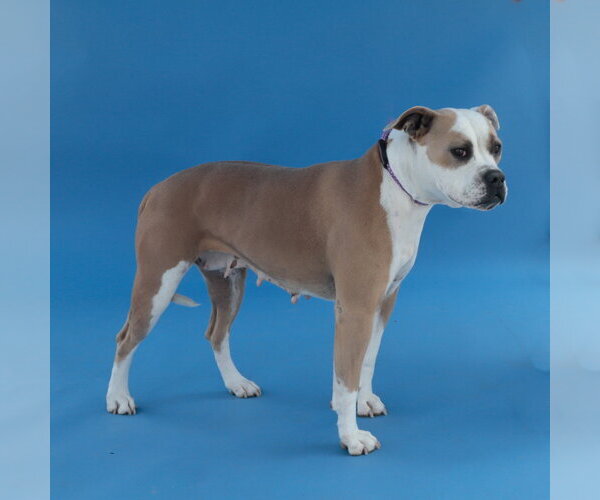 Medium Photo #2 Boxer-Unknown Mix Puppy For Sale in Pasadena, CA, USA