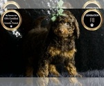 Small Photo #94 Cavapoo Puppy For Sale in WARSAW, IN, USA