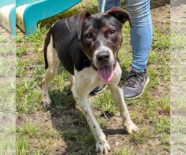 Medium Photo #7 Mutt Puppy For Sale in Anniston, AL, USA