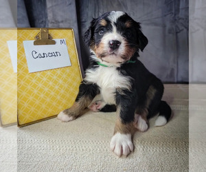 Bernese Mountain Dog-Cavalier King Charles Spaniel Mix Puppy for sale in CUBA CITY, WI, USA