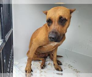 American Pit Bull Terrier-Unknown Mix Dogs for adoption in Houston, TX, USA