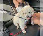 Small #2 Poodle (Miniature) Mix