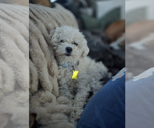 Medium Photo #9 Mutt Puppy For Sale in Sandy, UT, USA