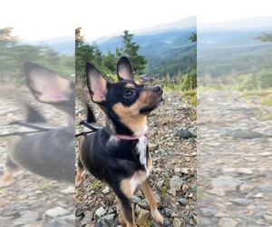 Miniature French Schnauzer-Papillon Mix Puppy for sale in VANCOUVER, WA, USA