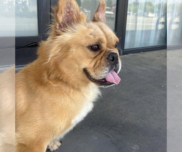 Medium Photo #1 French Bulldog Puppy For Sale in Chico, CA, USA