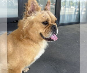 French Bulldog Dogs for adoption in Chico, CA, USA
