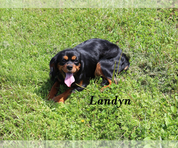 Medium Photo #21 Cavalier King Charles Spaniel Puppy For Sale in CHANUTE, KS, USA
