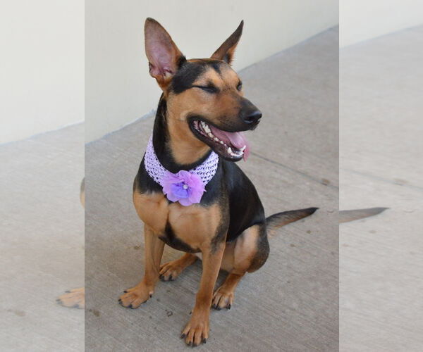 Medium Photo #3 German Shepherd Dog-Unknown Mix Puppy For Sale in McKinney, TX, USA