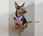 Small #2 German Shepherd Dog Mix