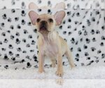 Small Photo #5 French Bulldog Puppy For Sale in RIVERSIDE, CT, USA