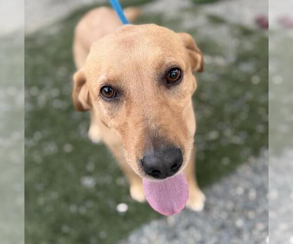Medium Photo #3 Labrador Retriever Puppy For Sale in San Diego, CA, USA