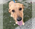 Small #2 Labrador Retriever