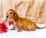 Small #13 Dachshund