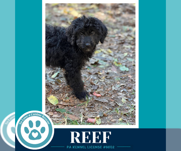 Medium Photo #1 Mutt Puppy For Sale in Kimberton, PA, USA