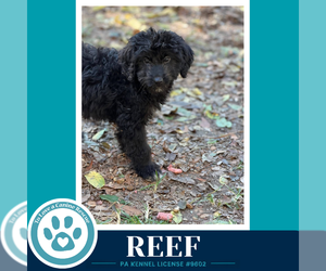 Mutt Dogs for adoption in Kimberton, PA, USA