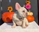 Small #3 French Bulldog