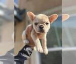 Small Photo #8 French Bulldog Puppy For Sale in BURBANK, CA, USA