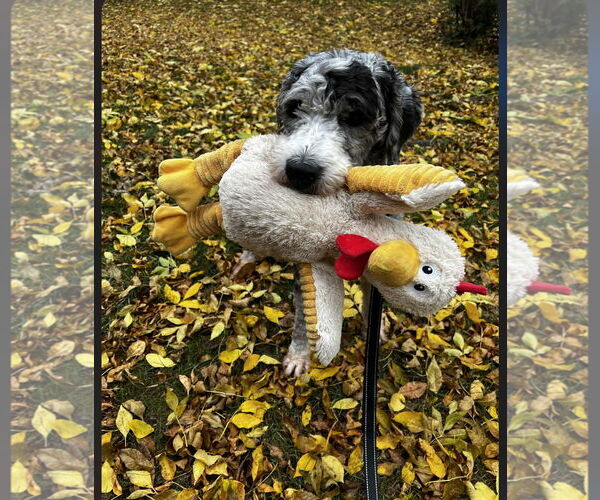 Medium Photo #7 Golden Retriever-Unknown Mix Puppy For Sale in St. Louis Park, MN, USA