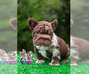 French Bulldog Puppy for sale in TUCSON, AZ, USA
