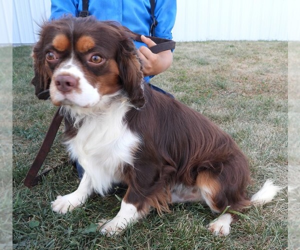 Medium Photo #1 Cavalier King Charles Spaniel Puppy For Sale in CARLISLE, KY, USA