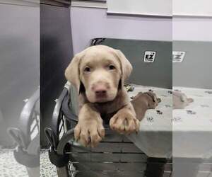 Labrador Retriever Puppy for sale in RICHLANDS, NC, USA