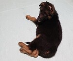 Small Photo #5 German Shepherd Dog Puppy For Sale in PLYMOUTH, NH, USA