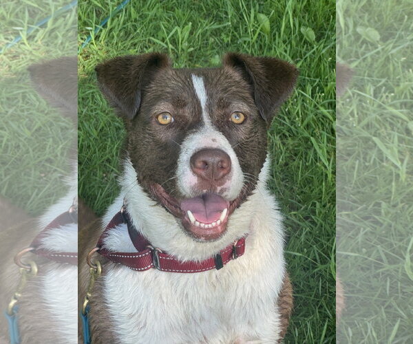 Medium Photo #13 Mutt Puppy For Sale in NEWPORT NH, NH, USA