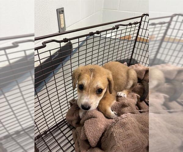 Medium Photo #1 Carolina Dog-Unknown Mix Puppy For Sale in Corpus Christi, TX, USA