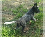 Small Photo #10 Australian Cattle Dog Puppy For Sale in SYLMAR, CA, USA