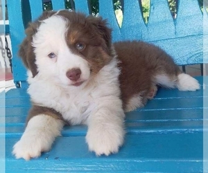 Miniature Australian Shepherd Puppy for sale in FREDERICKSBURG, OH, USA