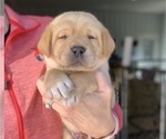 Small Photo #1 Labrador Retriever Puppy For Sale in LEES SUMMIT, MO, USA